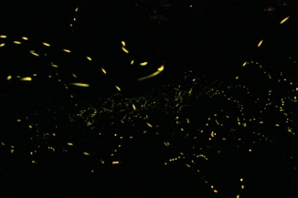 synchronous fireflies.jpg